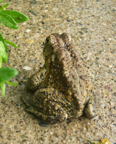 ADW Anaxyrus americanus INFORMATION