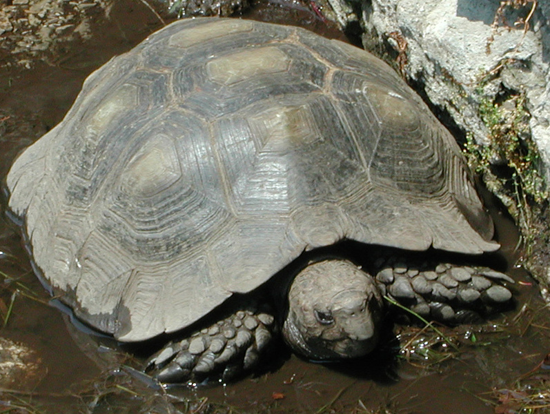 tortoise