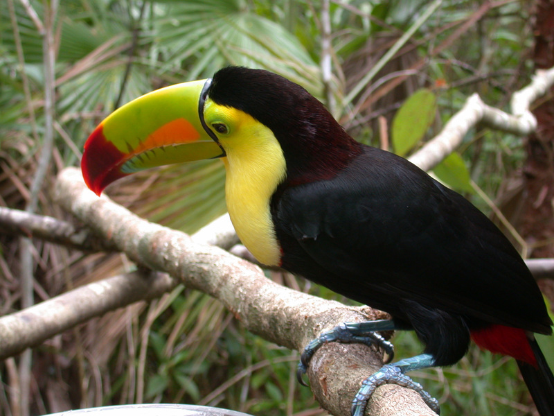 Ramphastos