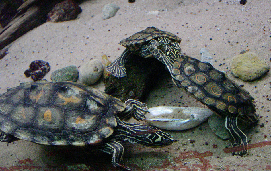 turtles2