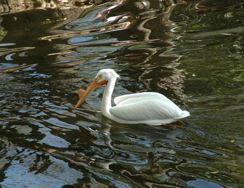 Pelecanus erythrorhynchos