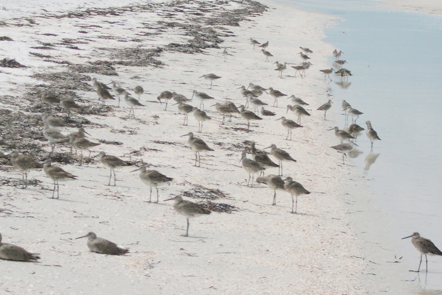 willets