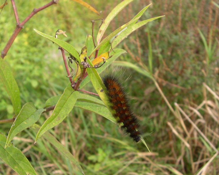 Pyrrharctia isabella