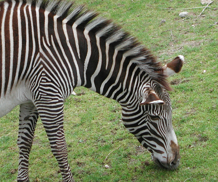 zebra