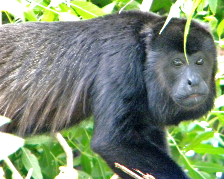 Simiiformes