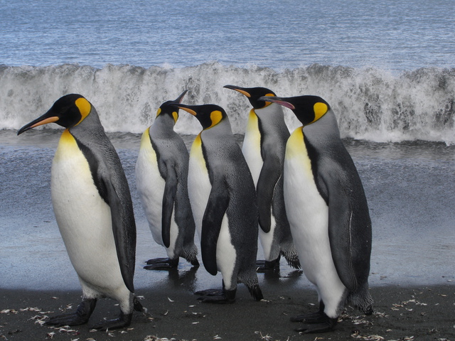 King Penguin  Facts, pictures & more about King Penguin