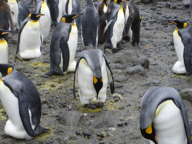 New Extinct Species of 'Ridiculously Cute,' Tiny Penguins