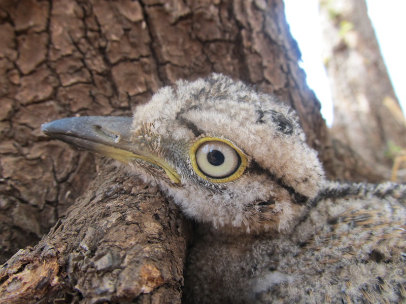 Charadriiformes