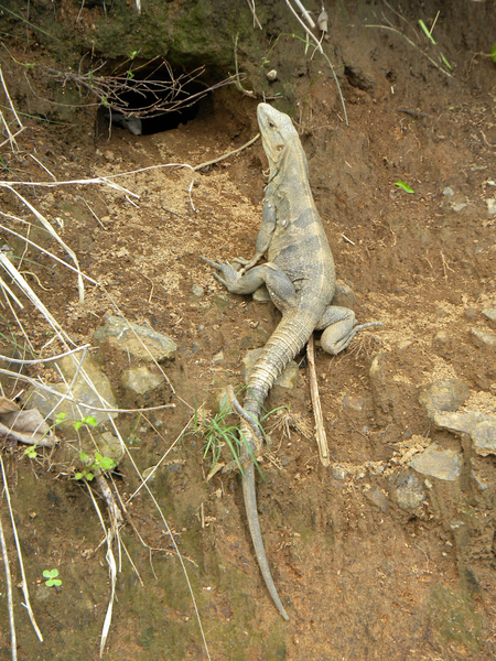 Ctenosaura similis