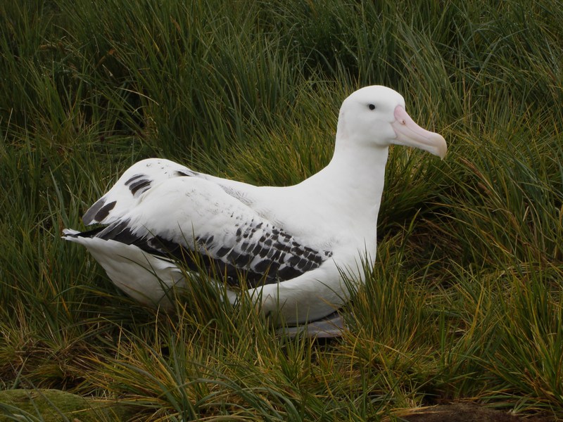 Procellariiformes