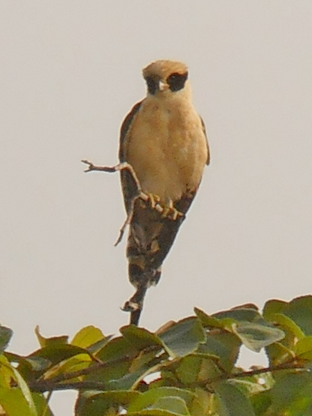 Falconidae