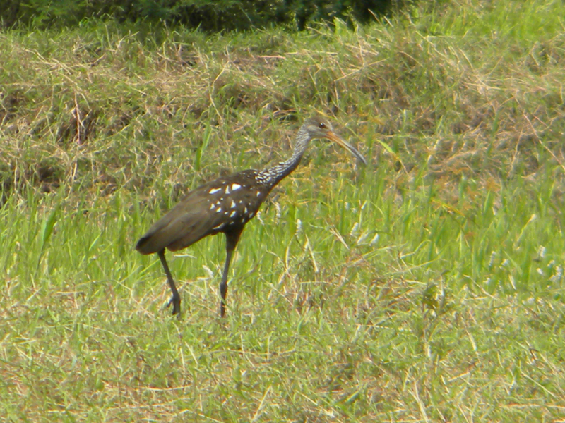 Aramus guarauna