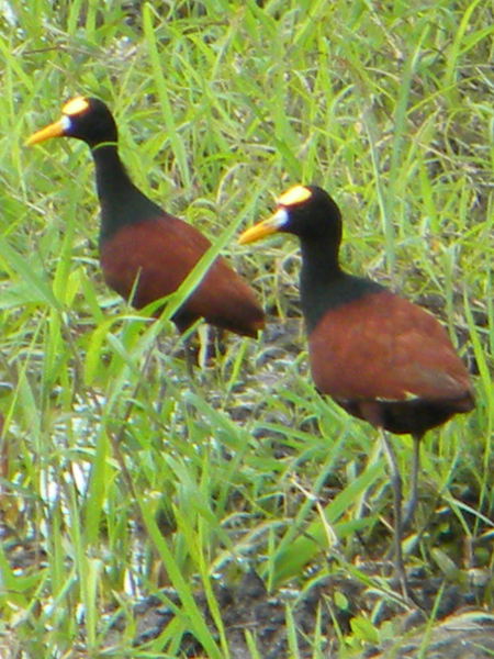 Charadriiformes