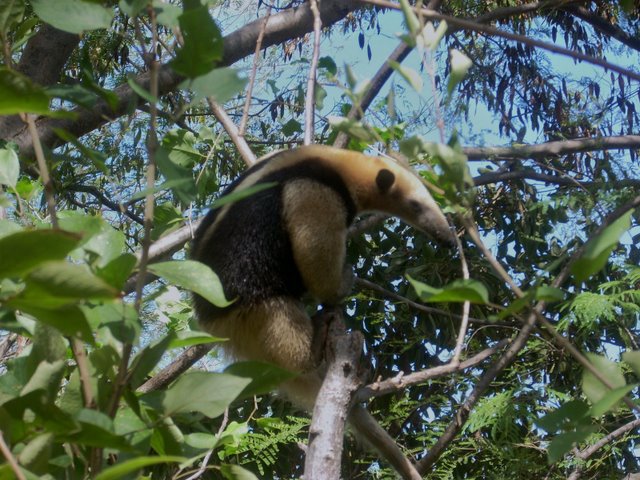 Tamandua