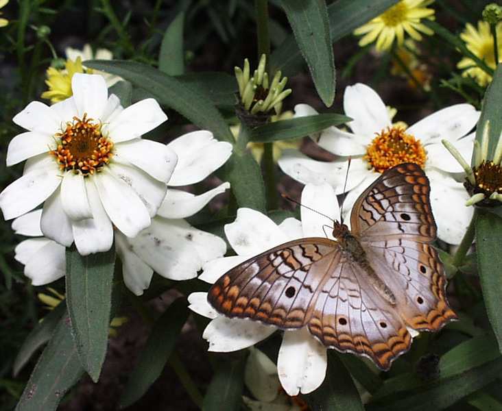 Anartia jatrophae