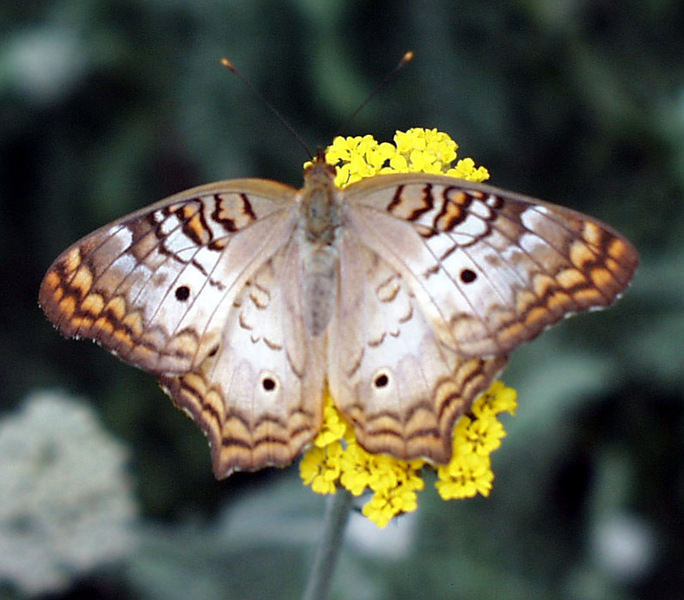 Anartia jatrophae