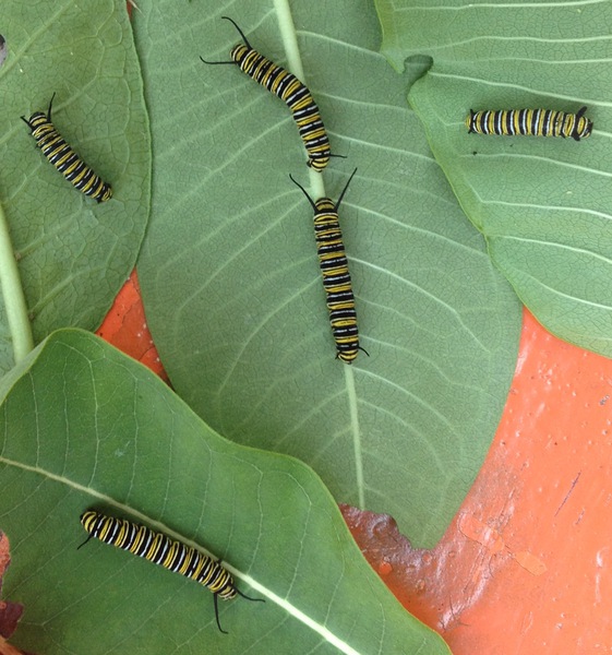 monarch-larvae