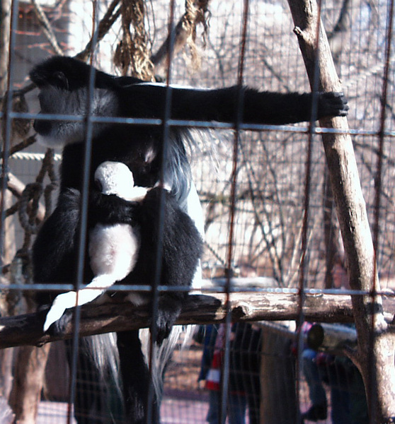 Colobus