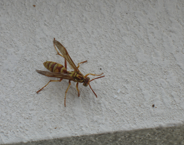 Photo of Polistes apachus