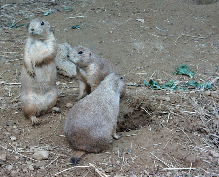 prairiedogs_natzoo_pic00008