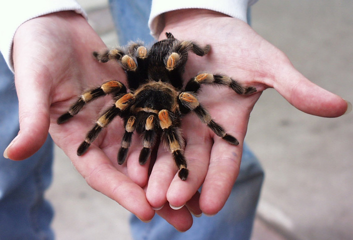 mexican red knee tarantula spiderling