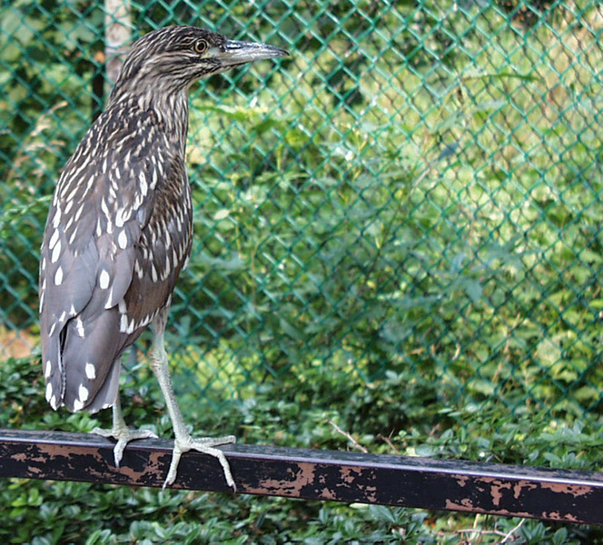 Nycticorax nycticorax