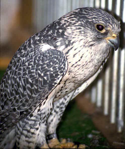 gyrfalcon