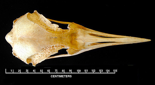 Sphenisciformes