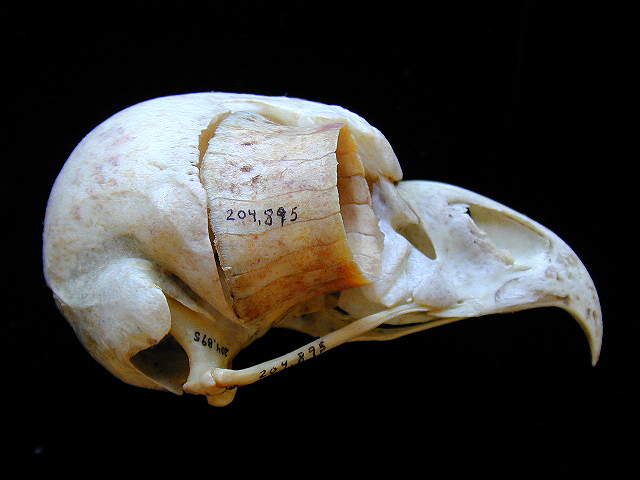 buboskulllateral