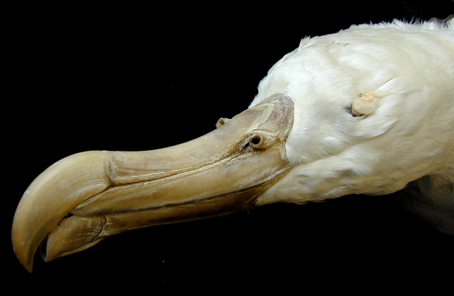 Vertebrata