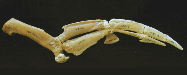 Vertebrata