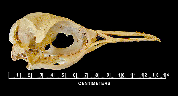 Sphenisciformes