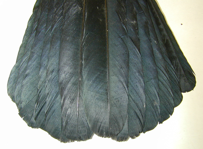 Corvus brachyrhynchos