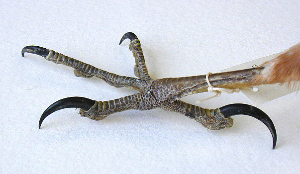 Vertebrata