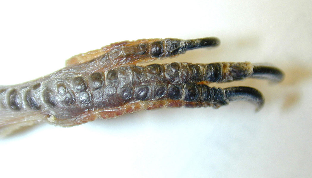 Tetrapoda