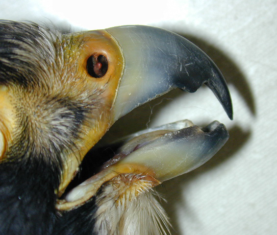 Falconidae