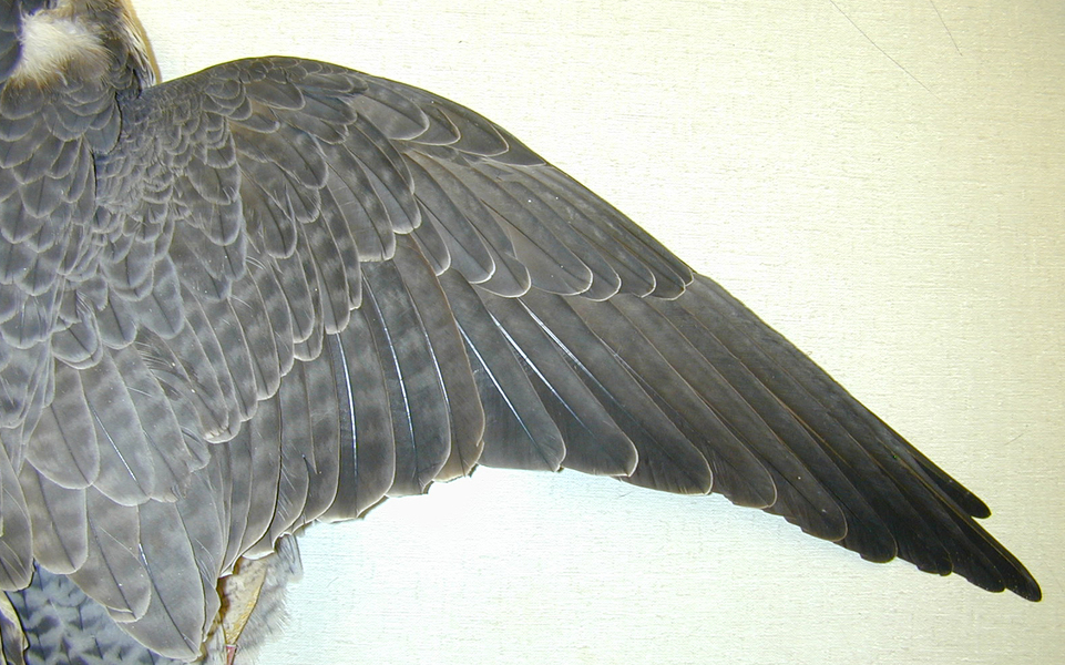 Falco peregrinus