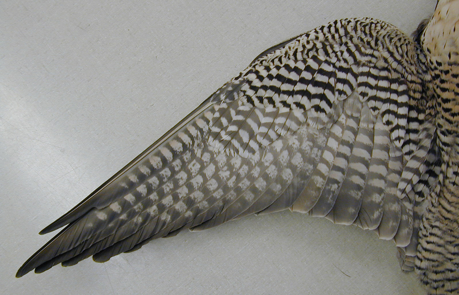 Falconinae