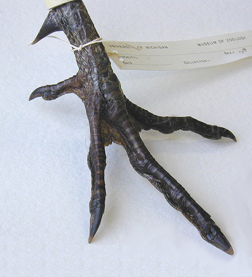 Vertebrata