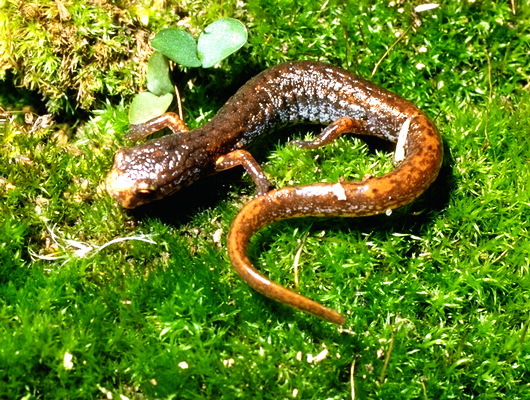 Plethodontidae