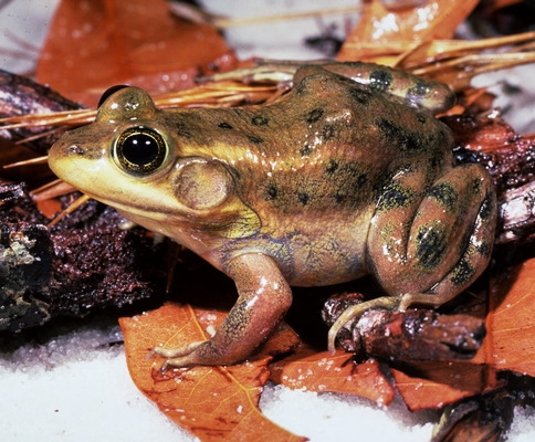 Lithobates virgatipes