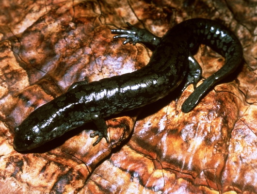 Deuterostomia