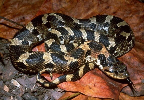 Heterodon platirhinos