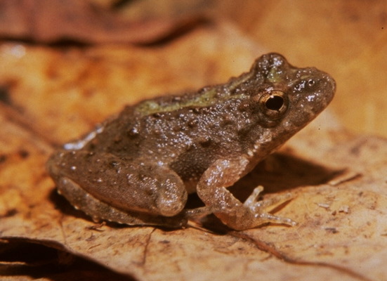 Deuterostomia