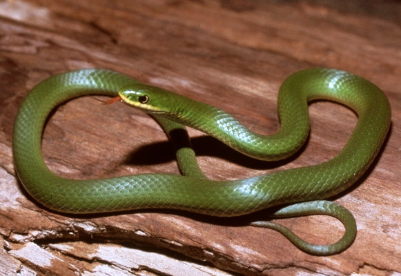 Opheodrys vernalis (Smooth green snake) - Michigan Natural