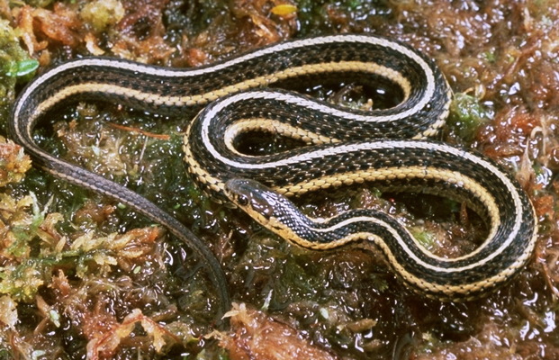 Thamnophis butleri