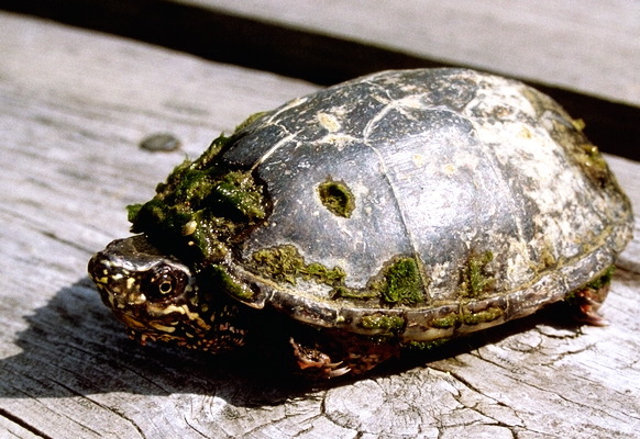 Stink Pot Turtle Shell