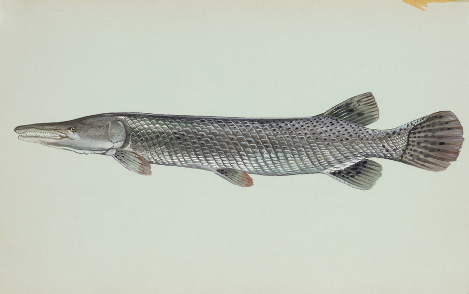 alligatorgar