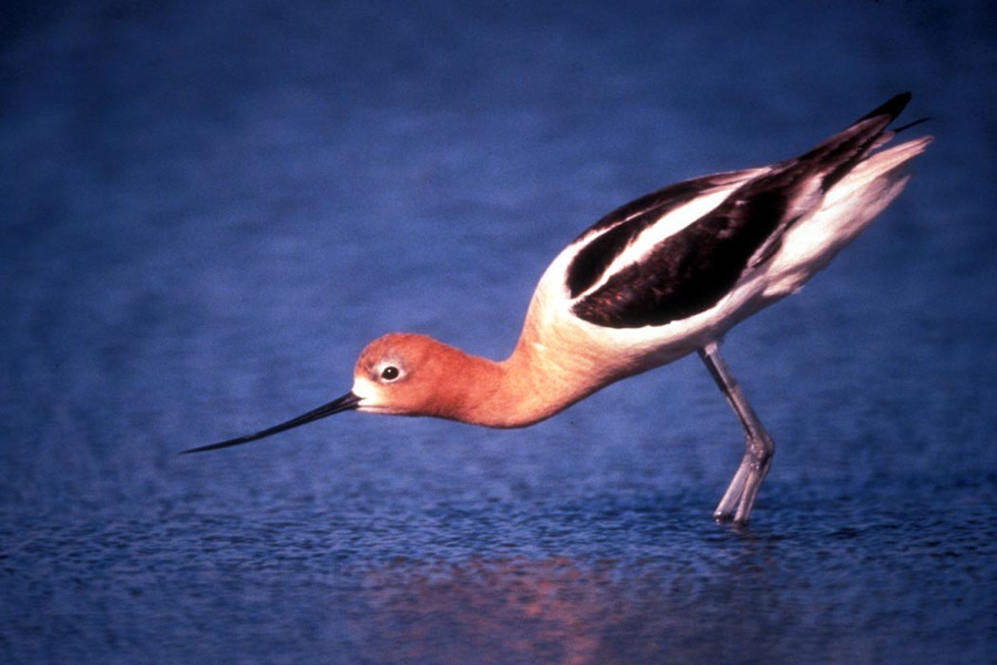 ameravocetbreeding