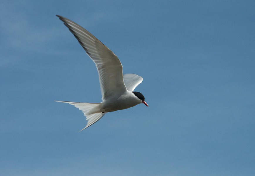 Charadriiformes